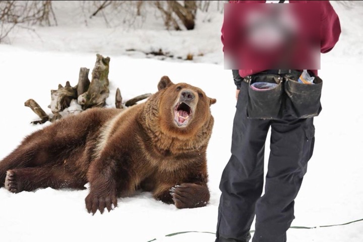 Brown bear sitting in snow beside a handler