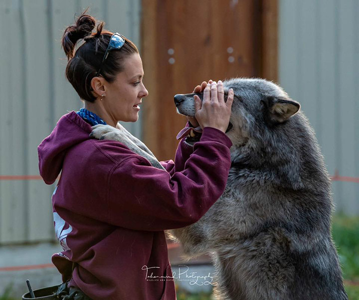 Handler holding a wolf's muzzle during a training interaction